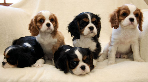 Billy X Shimmer litter