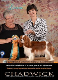 Ch Chadwick Leura standing 2 In Print
