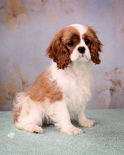 Chadwick Leura 3 months old
