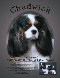 Chanel Ad RTS head