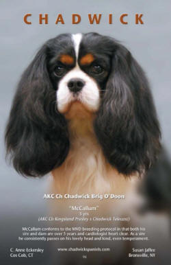 McCallum lg head shot ad