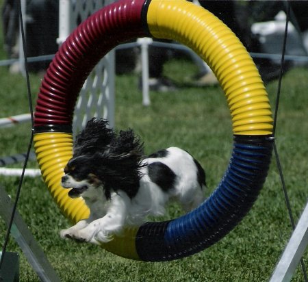 Performance jumping through tire